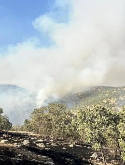 Mardin'deki Orman Yangınına Müdahale Devam Ediyor