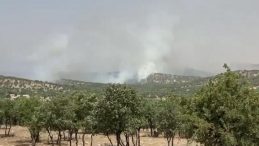 Mardin’de Orman Yangını: Ekipler Müdahale Ediyor
