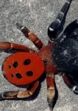 Marmara Bölgesi’nde Uğurböceği Örümceği Korkusu