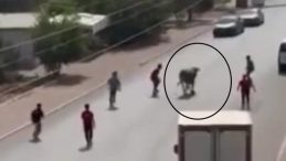Mersin’de Kaçan Boğa Trafiği Bitmek Bilmedi!