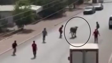 Mersin’de Kaçan Boğa Trafiği Bitmek Bilmedi!