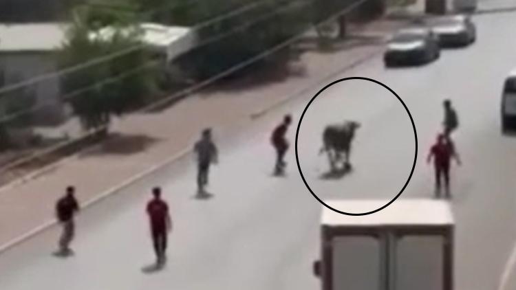Mersin’de Kaçan Boğa Trafiği Bitmek Bilmedi!