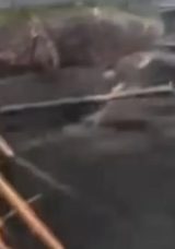 Muğla’da Skandal İddia: Nesli Tehlikede Olan Caretta Carettalar iple Bağlandı