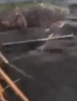 Muğla’da Skandal İddia: Nesli Tehlikede Olan Caretta Carettalar iple Bağlandı