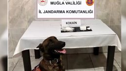 Muğla’da Uyuşturucu Operasyonu: 73 Gözaltı ve 43 Tutuklama
