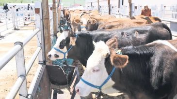 Narkozla Kesim ve Kartla Kurban Alımı