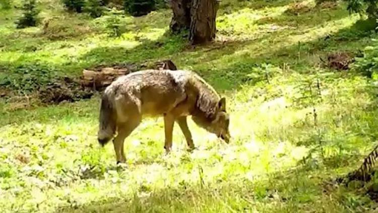 Nesli Tehdit Altında! Bursa’da Görüntülendi