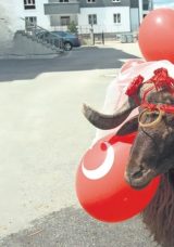 Nişanlısına Kurbanlık Koç Hediye Etti