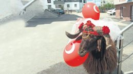 Nişanlısına Kurbanlık Koç Hediye Etti