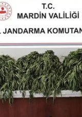 Nusaybin’de Uyuşturucu Operasyonu: Jandarma 4 Şüpheliyi Gözaltına Aldı