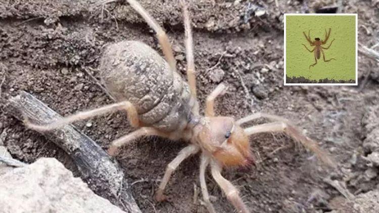 Ölüme Neden Oluyor! Zehirli Sarı Kız Örümceği Tespit Edildi