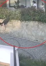 Ordu’da Komşu Kavgası: Doktorun İteklediği Kadın Ağır Yaralandı!