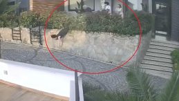 Ordu’da Komşu Kavgası: Doktorun İteklediği Kadın Ağır Yaralandı!
