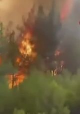 Orman Yangınında İtfaiyecilerin Zorlu M&uuml;cadelesi: "Geri &Ccedil;ık Ağabey Yanacağız"