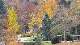 Ormanlara Giriş Yasaklandı