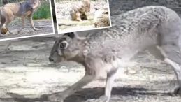 Ormanlık alanda tek tek kayda alındılar! Safranbolu’da belgeselleri aratmayan görüntü