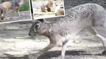 Ormanlık alanda tek tek kayda alındılar! Safranbolu’da belgeselleri aratmayan görüntü