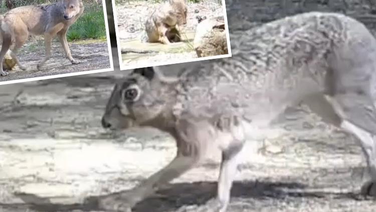 Ormanlık alanda tek tek kayda alındılar! Safranbolu’da belgeselleri aratmayan görüntü