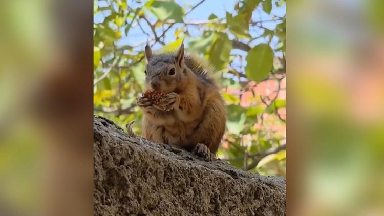 Osmaniye’de kaydedildi: Duvarın üzerine oturup yöresel yiyeceği yedi