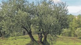 Prof. Dr. Özkaya: Zeytin Ağaçları Taşınabilir