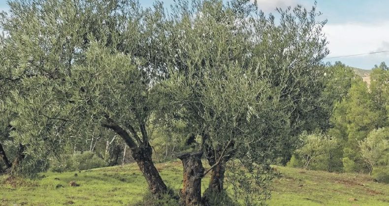 Prof. Dr. Özkaya: Zeytin Ağaçları Taşınabilir