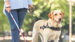 Rehber Köpeği Almayan Sosyal Tesise Ayrımcılık Cezası
