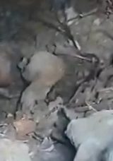 Roma Dönemine Ait: Kahramanmaraş’ta 1500 Yıllık Kaya Mezarına Rastlandı!