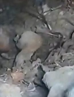 Roma Dönemine Ait: Kahramanmaraş’ta 1500 Yıllık Kaya Mezarına Rastlandı!