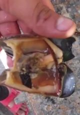 Sakarya’da Midye Operasyonu! 5,4 Ton Kaçak Midye Ele Geçirildi