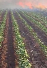 Şanlıurfa’da Yangın: 350 Dönüm Buğday Tarlası Yok Oldu