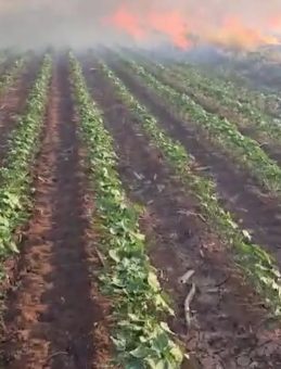 Şanlıurfa’da Yangın: 350 Dönüm Buğday Tarlası Yok Oldu