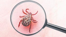 Sıcaklar Kene Korkusunu Artırdı