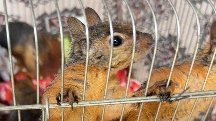 Sincabı Satışa Çıkaran Kişi Gözaltına Alındı