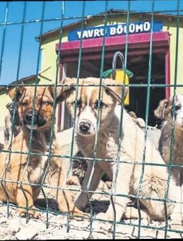 Sokak Hayvanları için Yeni Adım