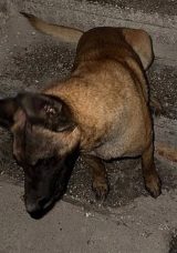 Sokak Ortasında Köpek Dehşeti! Yaralı Adam Yaşadıklarını Anlattı