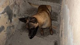 Sokak Ortasında Köpek Dehşeti! Yaralı Adam Yaşadıklarını Anlattı