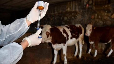 Son Dakika: Manisa'da B&uuml;y&uuml;kbaş Hayvanlarda 'Şap' Vakası! 8 K&ouml;y Karantinaya Alındı