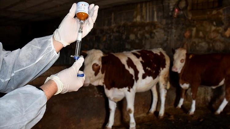 Son Dakika: Manisa'da Büyükbaş Hayvanlarda 'Şap' Vakası! 8 Köy Karantinaya Alındı