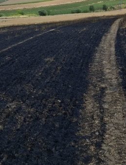 Tekirdağ’da 13 Dönüm Arpa Ekili Alan Yandı