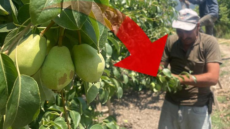 Tonlarca meyveyi dalından koparıp yere atıyorlar… Neden yaptıklarını böyle anlattı