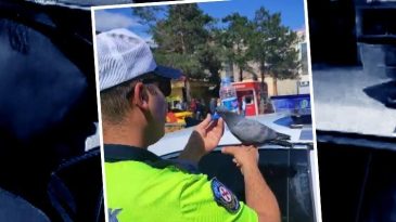 Trafik polisinin merhameti kalpleri ısıttı | Valilik görüntüleri paylaştı: Yürekten alkışlıyoruz