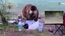 Tunceli’de Anne Ayı ve Yavruları Piknikçilerin Yanında!