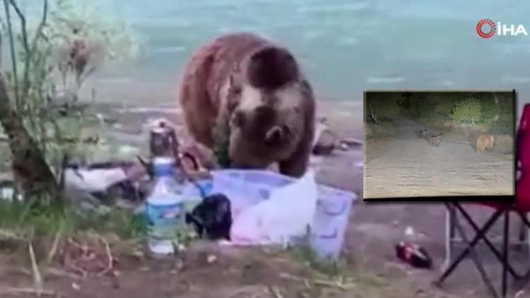 Tunceli’de Anne Ayı ve Yavruları Piknikçilerin Yanında!