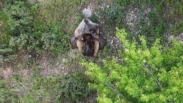 Tunceli’de muhteşem görüntü: Dağlık arazide yavrularını emzirirken kaydedildi