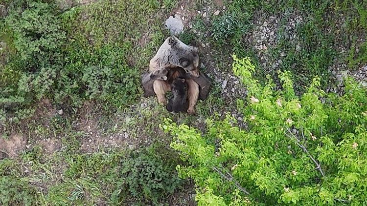 Tunceli’de muhteşem görüntü: Dağlık arazide yavrularını emzirirken kaydedildi