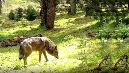 Türk Mitolojisinde Önemli Bir Yere Sahip: Bursa’da Fotokapanla Yakalandı!