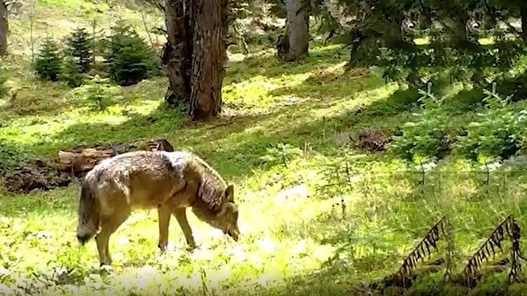 Türk Mitolojisinde Önemli Bir Yere Sahip: Bursa’da Fotokapanla Yakalandı!