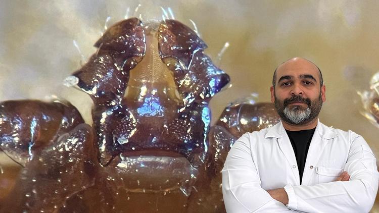Türkiye’de İlk Kez Tespit Edilen Bir Tür: İstanbul’da Görüldü… Uzman İsim Uyardı: Hızlı Bir Şekilde Çoğalabiliyor