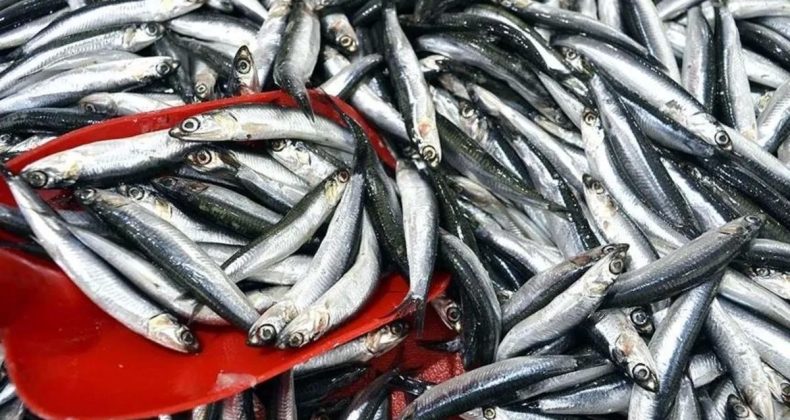 Türkiye’nin Denizlerinde Hamsi Avında Zirve: Son 10 Yılda 1,6 Milyon Ton Avlandı
