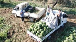 Türkiye’nin Gözdesi: Karpuz İçin Uzun Saatler Bekliyorlar
